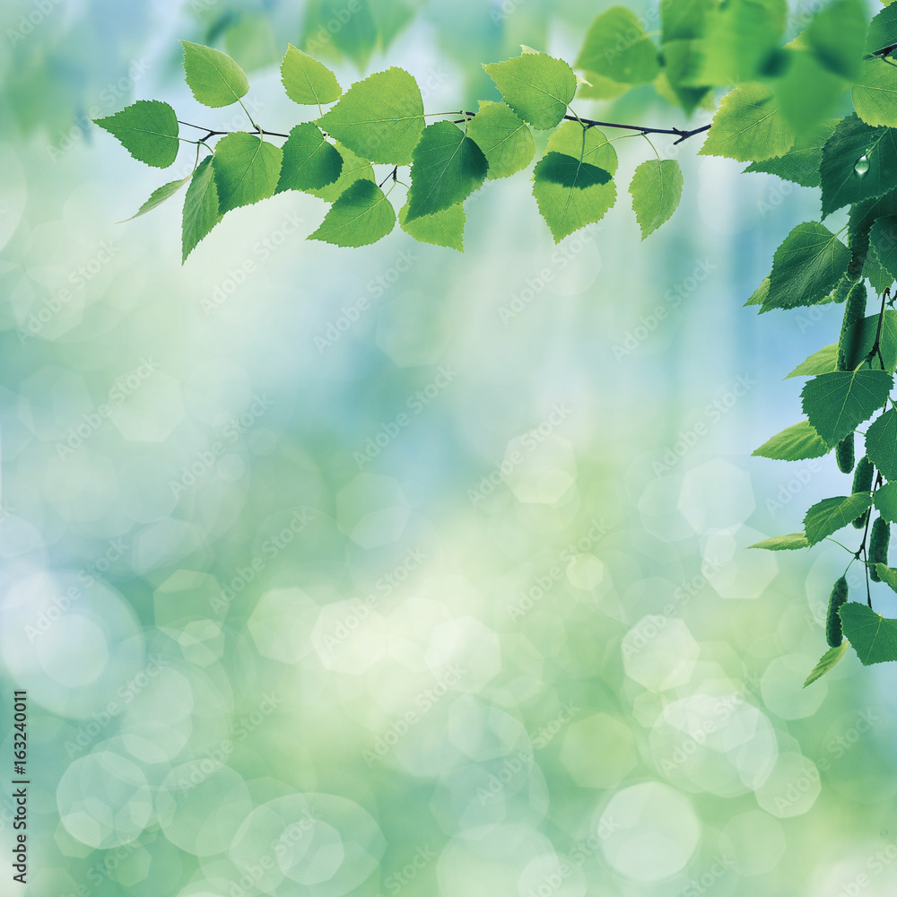 Early morning, abstract summer landscape with green foliage Early morning, abstract summer landscape with green foliage