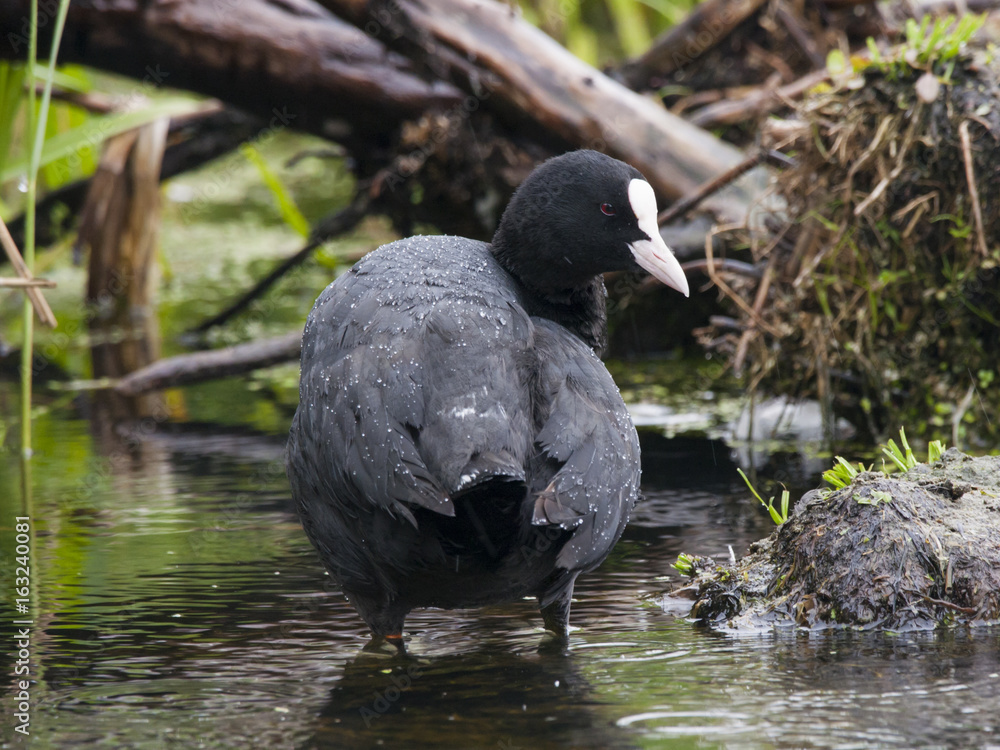 Eurasian coot standing on water. Beautiful black waterbird with white