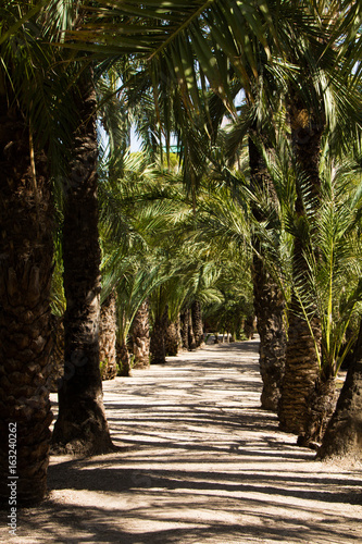Alley Of Palm Trees On A Sunny Day In Elche The Famous City Of Palm Trees In Spain In Europe