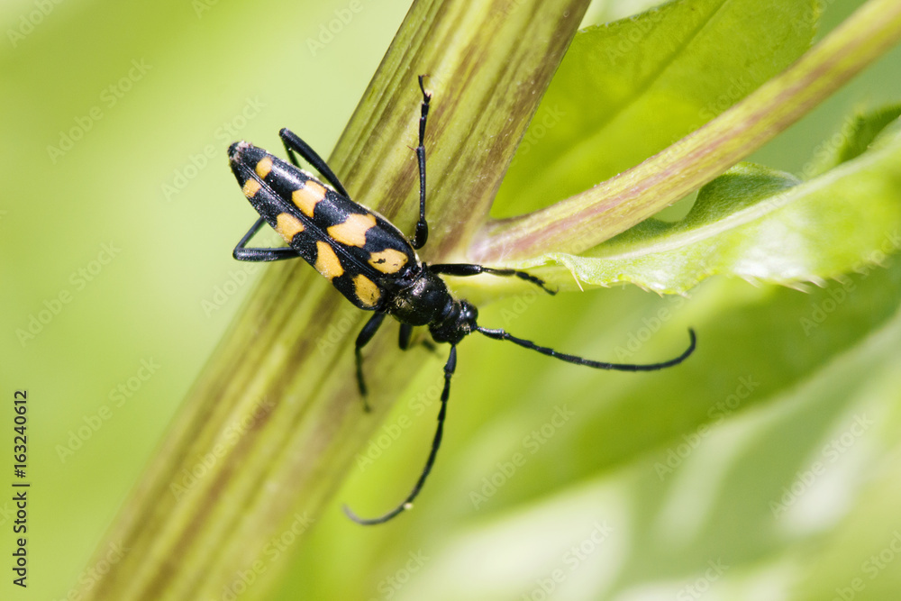 Fototapeta premium insect