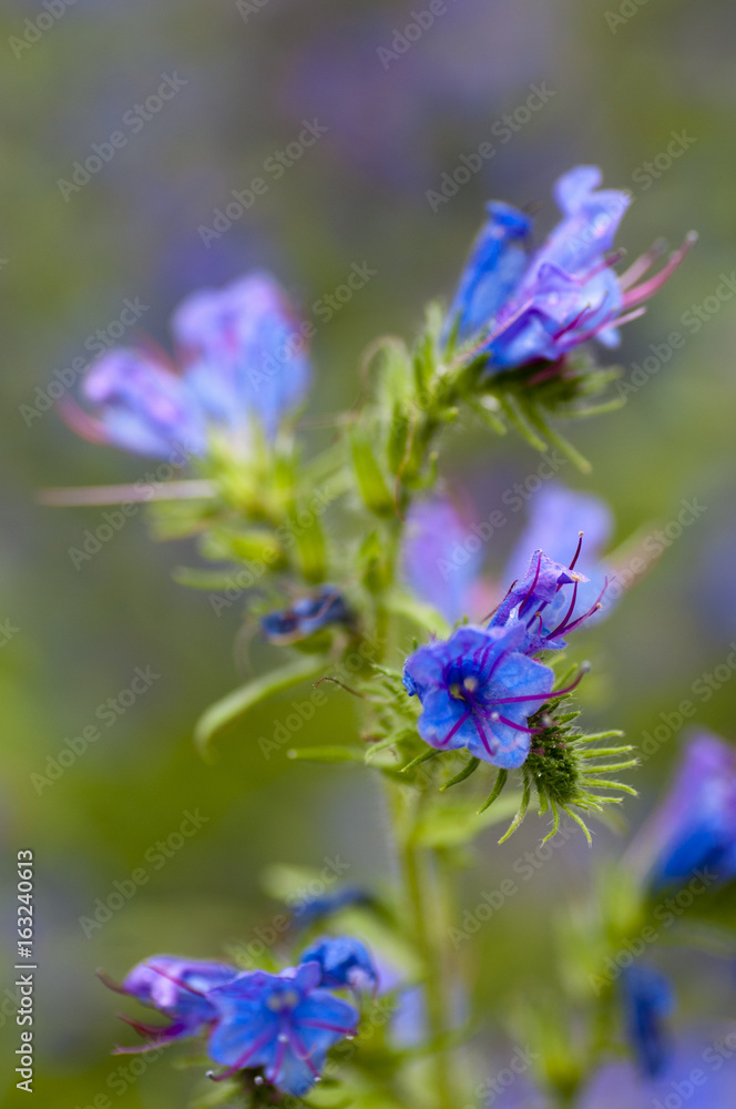 Obraz premium Viper's-bugloss (Echium vulgare)