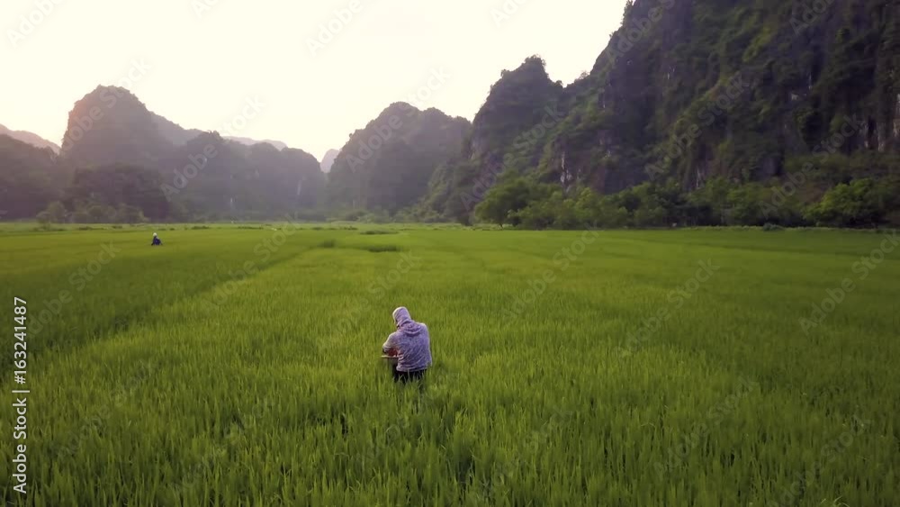 Aerial of farmer working in rice fields, Ninh Binh, Vietnam Aerial of farmer working in rice fields, Ninh Binh, Vietnam