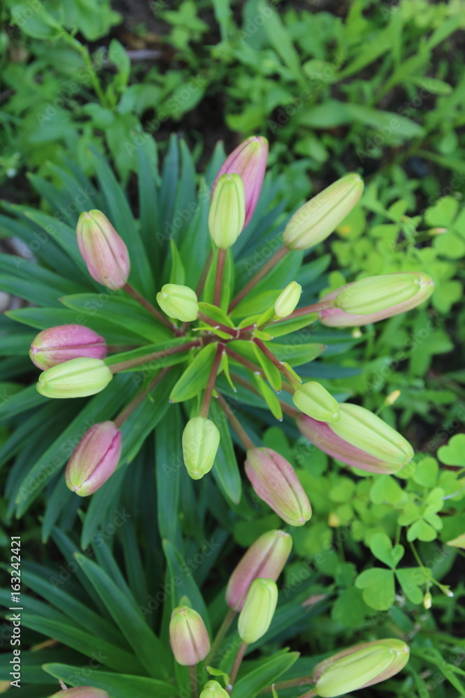 Fototapeta premium A macro shot of the flower buds lilium