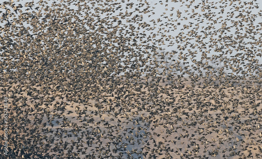 A flock of birds
A flock of birds