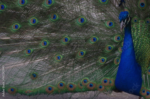 Pfau