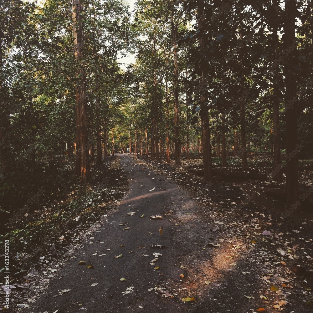 Obraz premium Into the wild