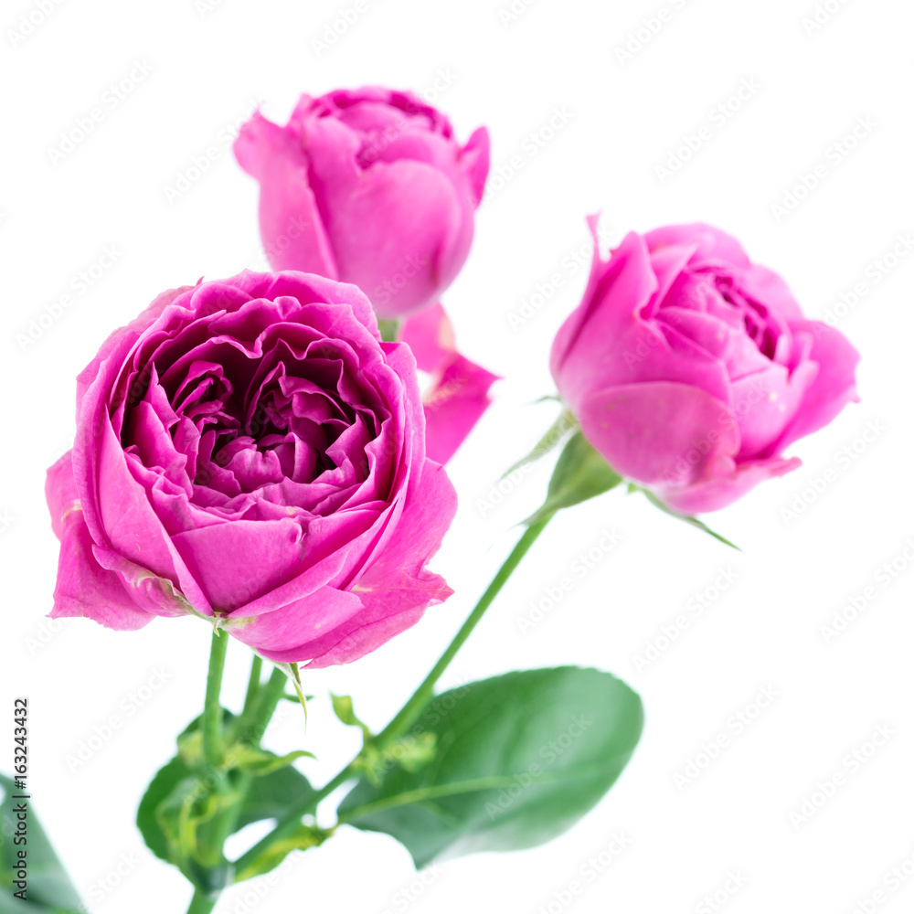 close-up pink peonies flowers close-up pink peonies flowers