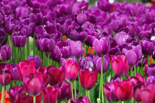 flowerbed with pink and purple tulips in the park