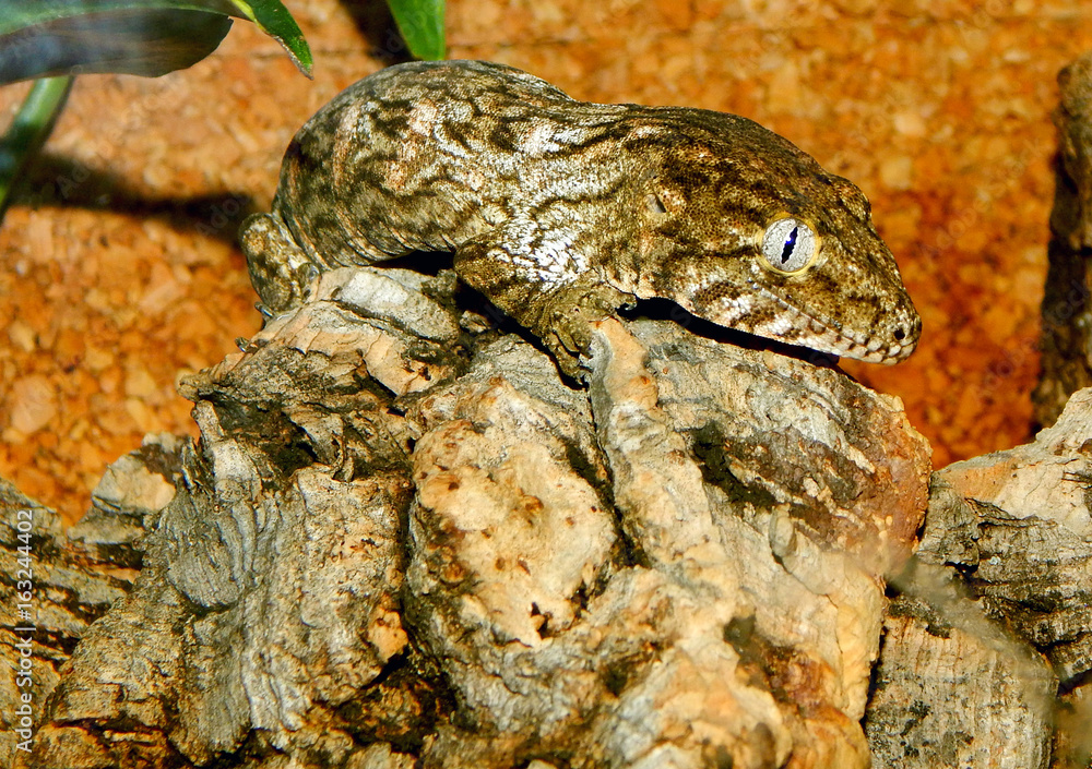 Fototapeta premium Leachie