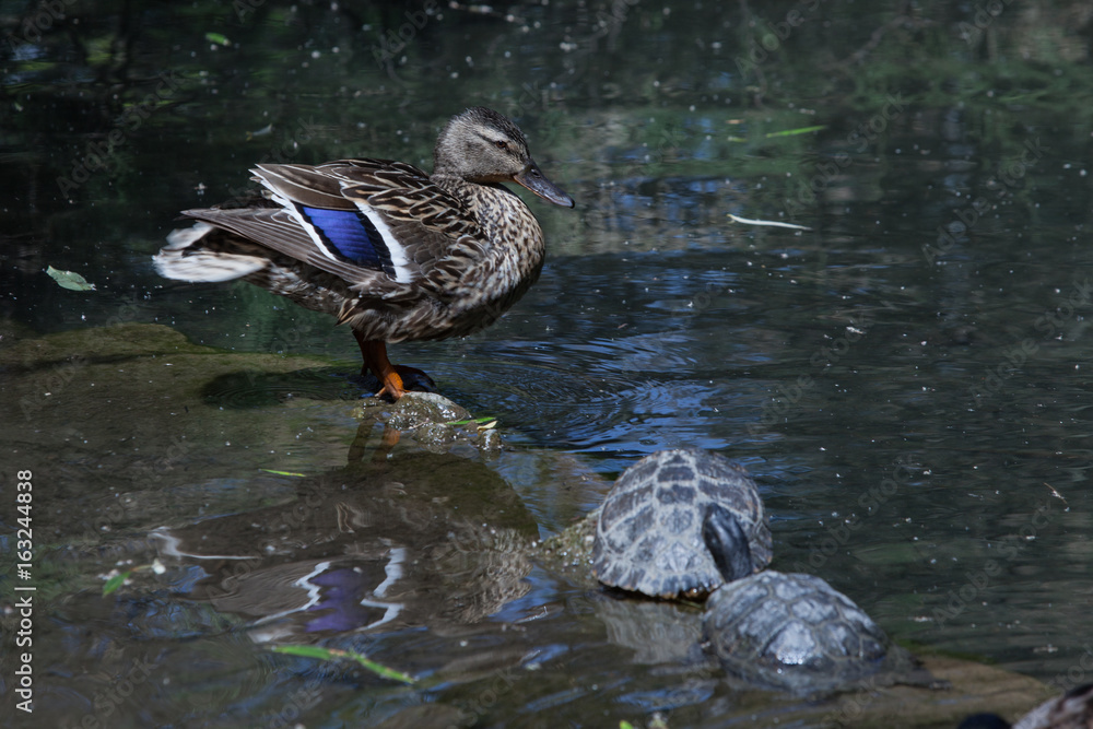 Obraz premium Dendrocygna arcuata