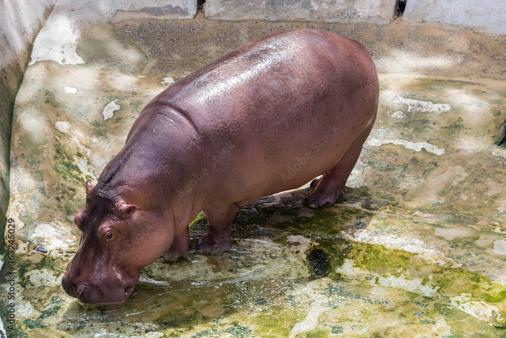 動物 かわいいカバ ヒポ Stock 写真 Adobe Stock