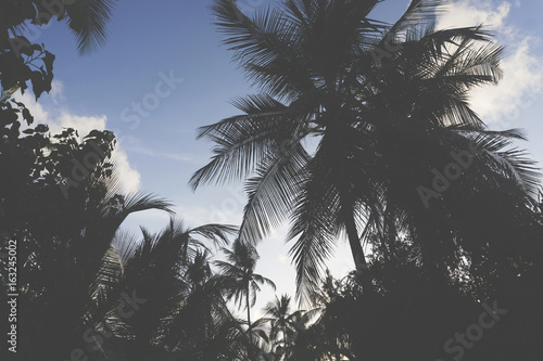 Summer time exotic tropical palm tree