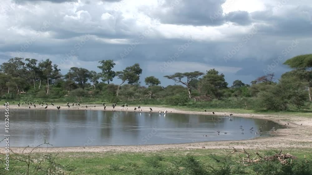 African savannah summer pictrures wild safari Tanzania Rwanda Botswana Kenya African savannah summer pictrures wild safari Tanzania Rwanda Botswana Kenya