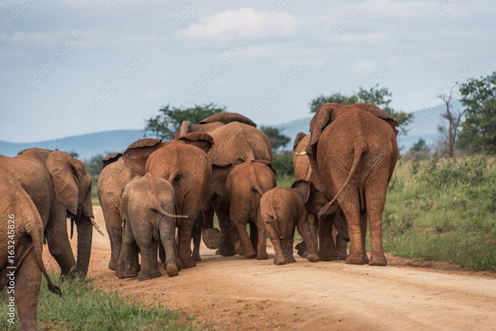 Elephant herd Elephant herd