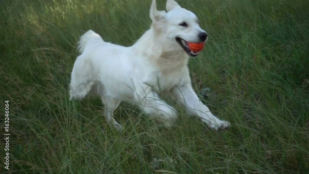 golden retriever runs the grass, slow motion golden retriever runs the grass, slow motion