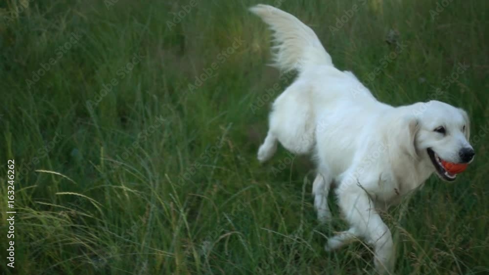 Funny retriever running with a ball on the green grass, slow motion Funny retriever running with a ball on the green grass, slow motion