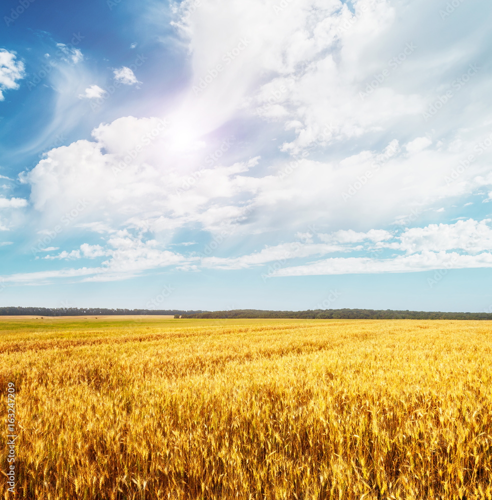 Beautiful view of the field and the blue sky on a sunny day. Beautiful view of the field and the blue sky on a sunny day.