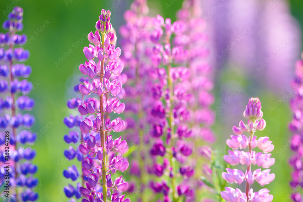 Lupinus, lupin, lupine field with pink purple and blue flowers Lupinus, lupin, lupine field with pink purple and blue flowers