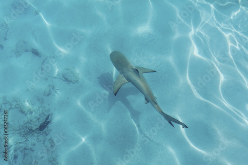 Reef shark in shallow clear water