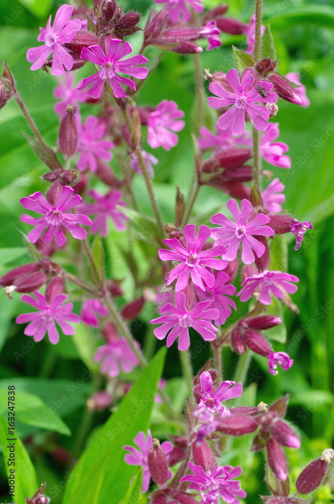 The flowers of Silene dioica in the garden The flowers of Silene dioica in the garden