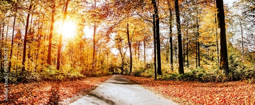 Straße im Herbst/Waldweg an sonnigem Herbsttag