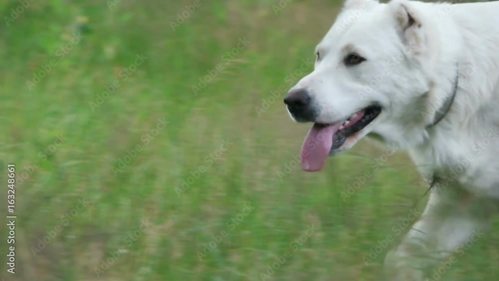 Central Asian Shepherd Runs on the grass, slow motion Central Asian Shepherd Runs on the grass, slow motion