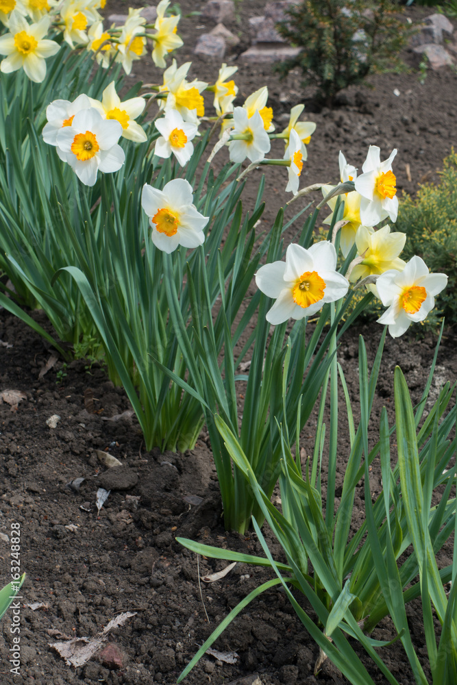 Fototapeta premium Ukośny rząd białych narcyzów na wiosnę