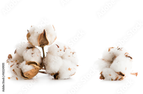 close-up cotton flowers