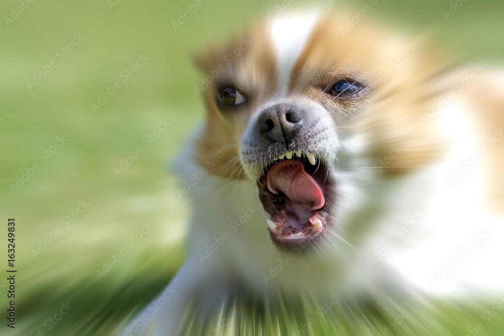 Extrem aggressiver und bissiger Hund Chihuahua – Stock-Foto | Adobe Stock