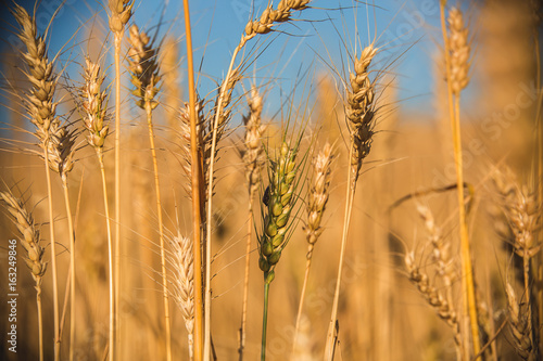 wheat field