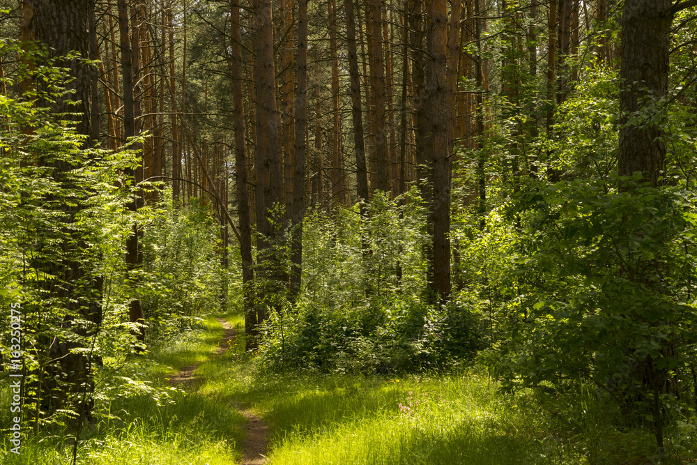 Obraz premium Лесная тропинка. Солнечный летний день.