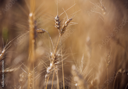 wheat field