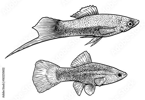 Swordtail fish illustration, drawing, engraving, ink, line art, vector photo