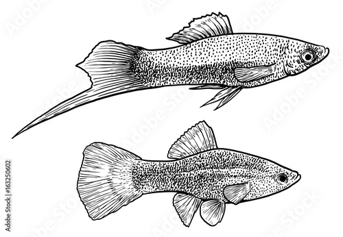 Swordtail fish illustration, drawing, engraving, ink, line art, vector