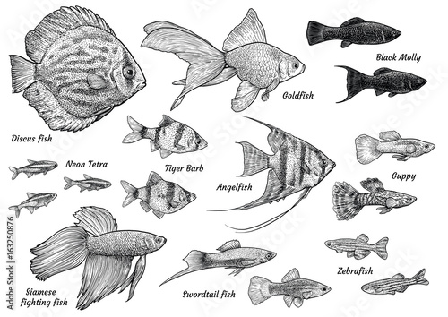 Collection of aquarium fish illustration, drawing, engraving, ink, line art, vector