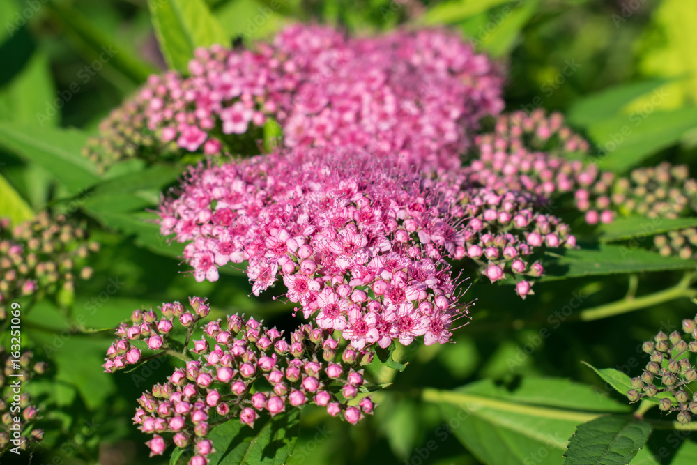 Summer flowers. Colorful background. Summer nature Summer flowers. Colorful background. Summer nature