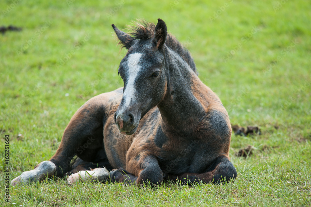 Fototapeta premium Young brown horse foal resting in the grassland