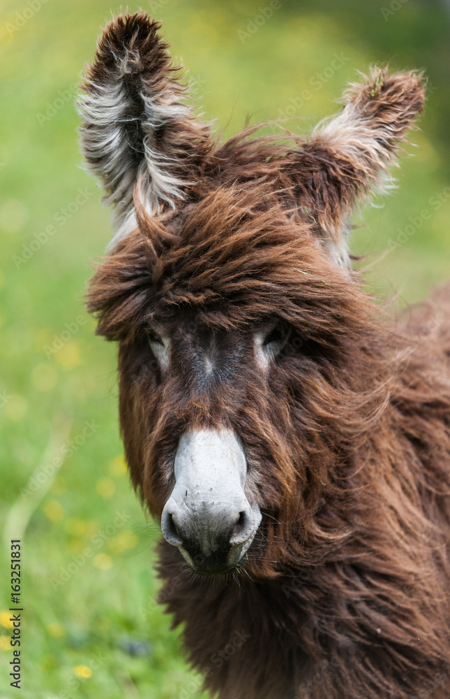 Cute fluffy donkey portrait 