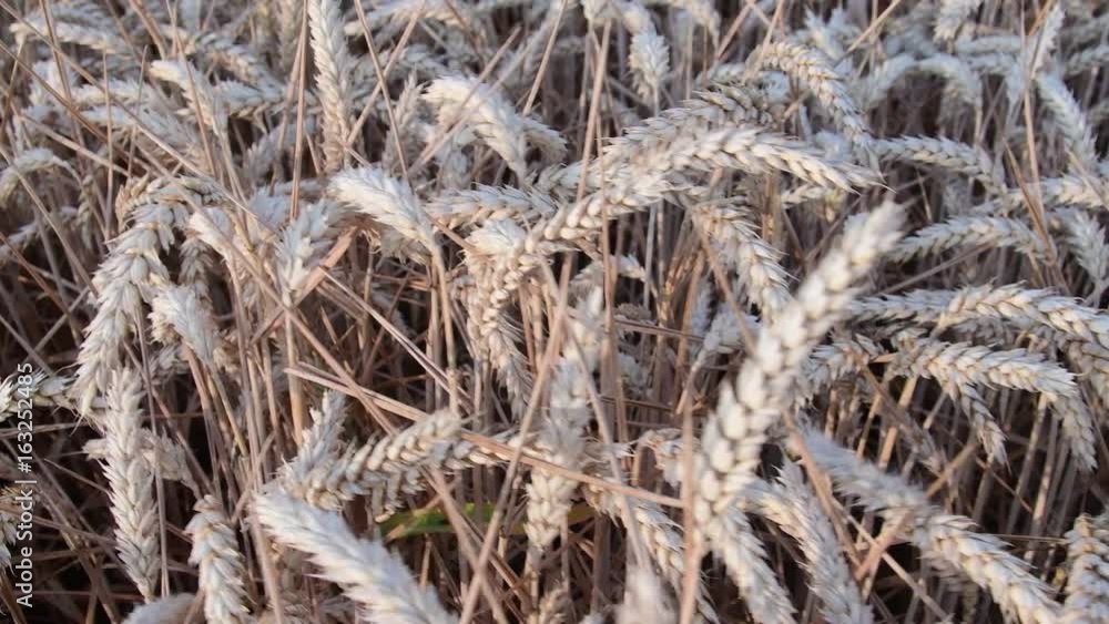 View on a wheat field. Golden wheat field moving in wind. Closeup View on a wheat field. Golden wheat field moving in wind. Closeup
