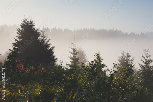 Evergreen forest overview  landscape background