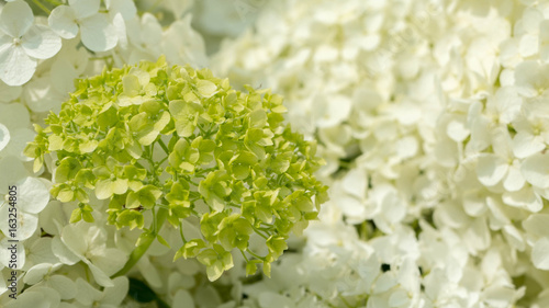 Hydrangea photo