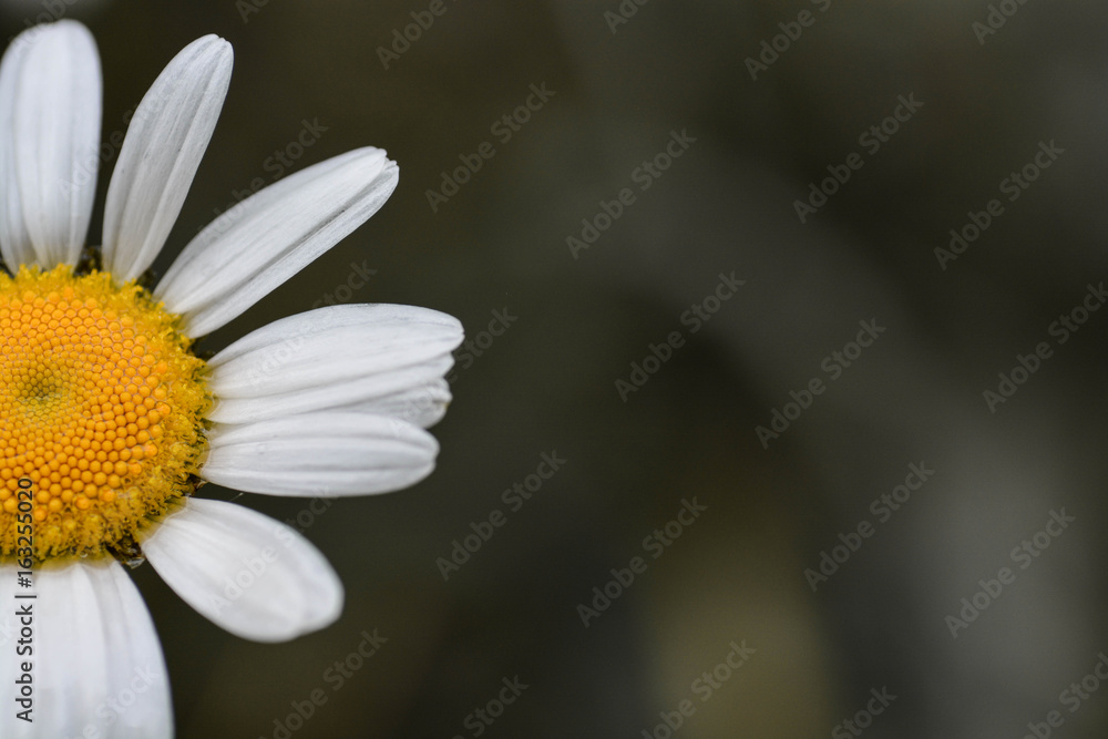 Obraz premium Margherita