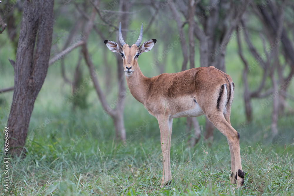 A young impala ram stands under the trees in the Zebra Hills private game reserve in Hluhluwe, South Africa. A young impala ram stands under the trees in the Zebra Hills private game reserve in Hluhluwe, South Africa.