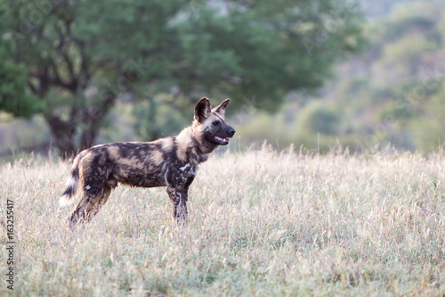 A radio tagged African wild dog watches the rest of the pack in dry grassland at the Zebra Hills private game reserve in Hluhluwe, South Africa.