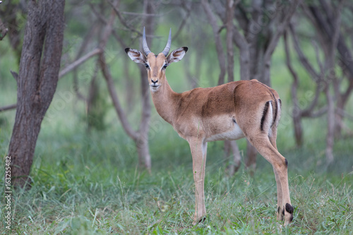 A young impala ram stands under the trees in the Zebra Hills private game reserve in Hluhluwe, South Africa. © Chris