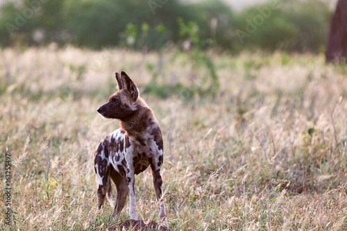 An African wild dog watches the rest of the pack in dry grassland at the Zebra Hills private game reserve in Hluhluwe, South Africa.