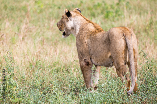 A lioness investigates potential prey in the grass in the Zebra Hills private game reserve in Hluhluwe, South Africa.