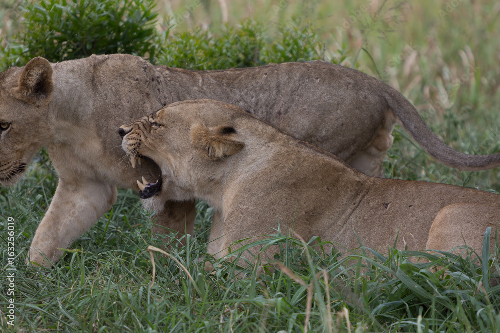 Obraz premium A lioness yawns whilst relaxing in the grass in the Zebra Hills private game reserve in Hluhluwe, South Africa.