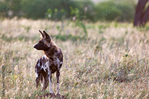 An African wild dog watches the rest of the pack in dry grassland at the Zebra Hills private game reserve in Hluhluwe, South Africa.