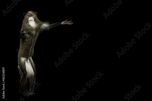 Fototapeta Naklejka Na Ścianę i Meble -  De Brazza's Monkey Standing and call to visit on Isolated Black Background